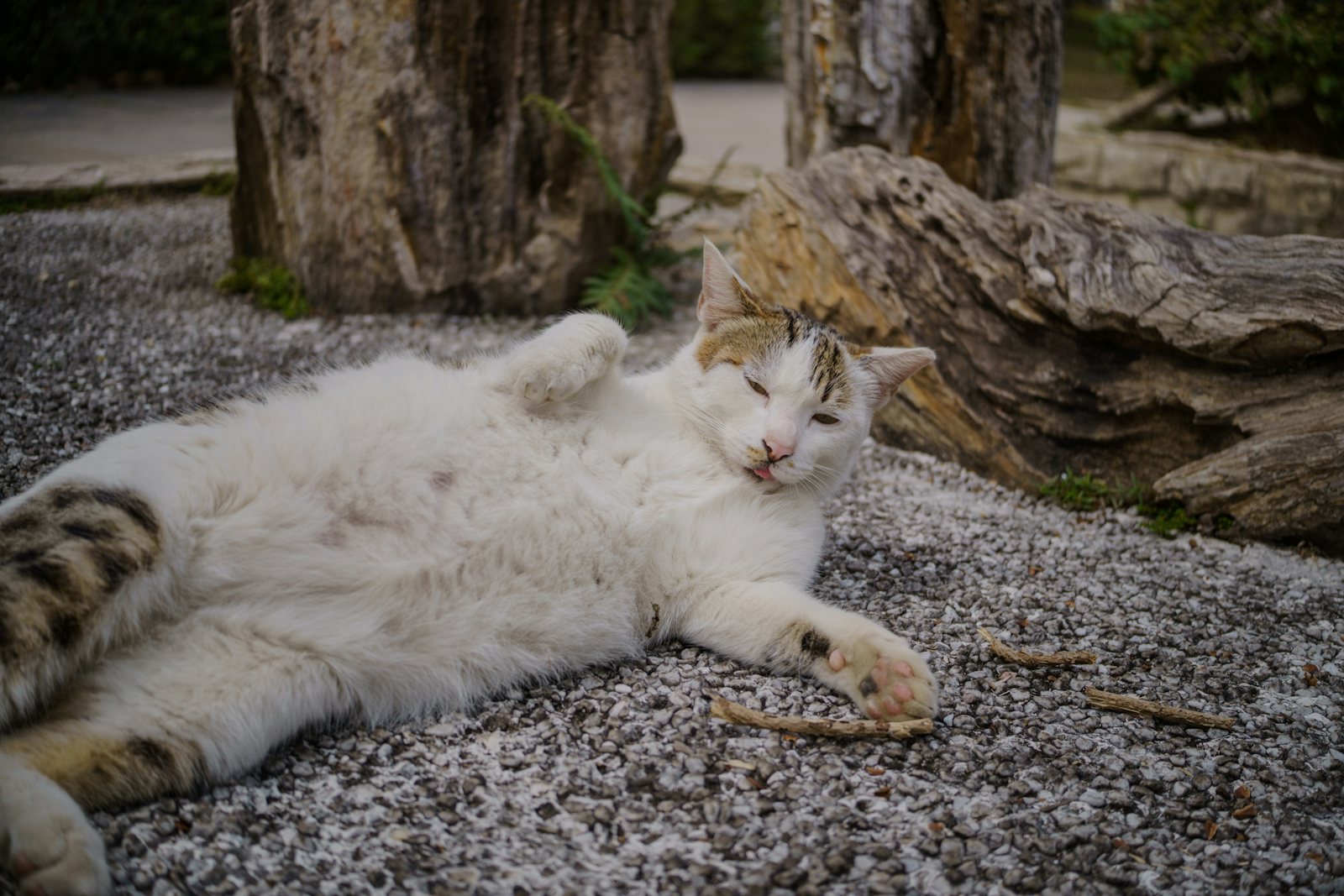 A content cat