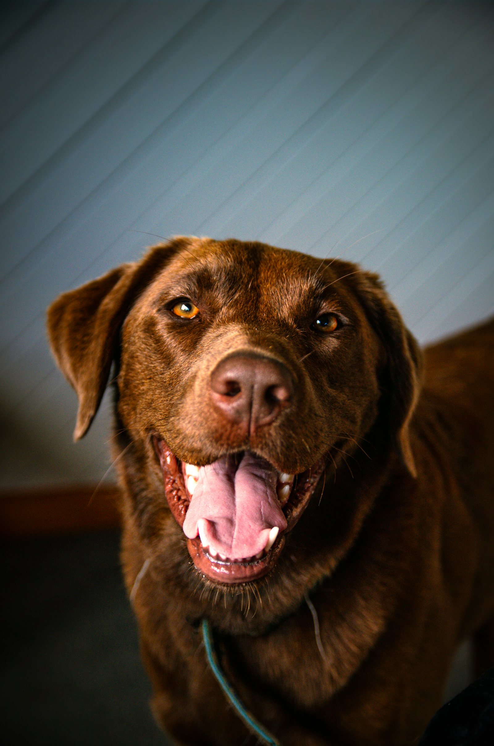 A happy dog