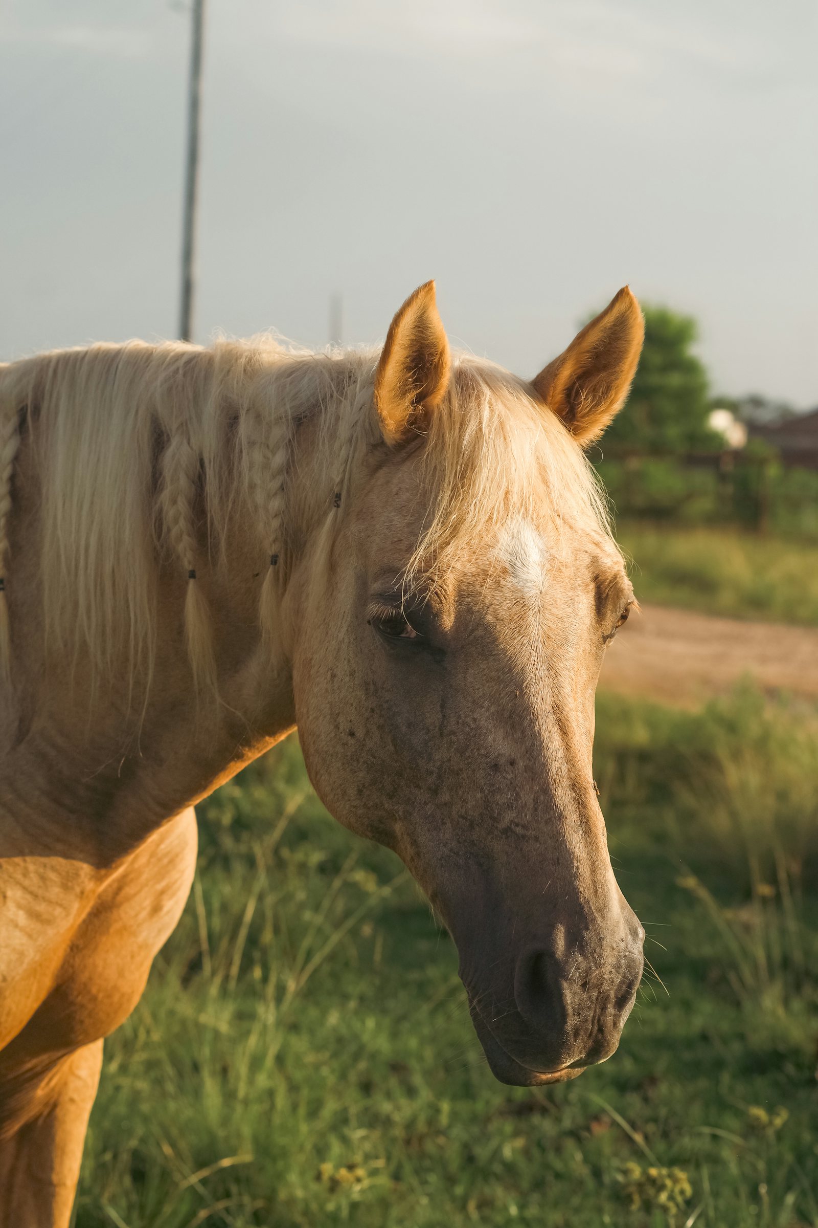 A healthy horse
